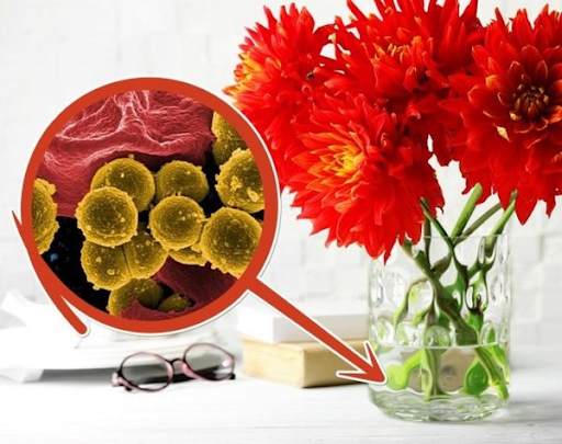 Rửa bình sạch và sử dụng một số hóa chất giúp hoa cúc tươi lâu hơn