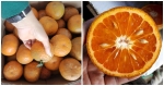 Cách bảo quản cam quýt tươi lâu